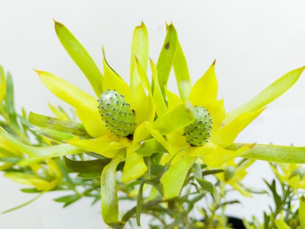 ピサ リューカデンドロン