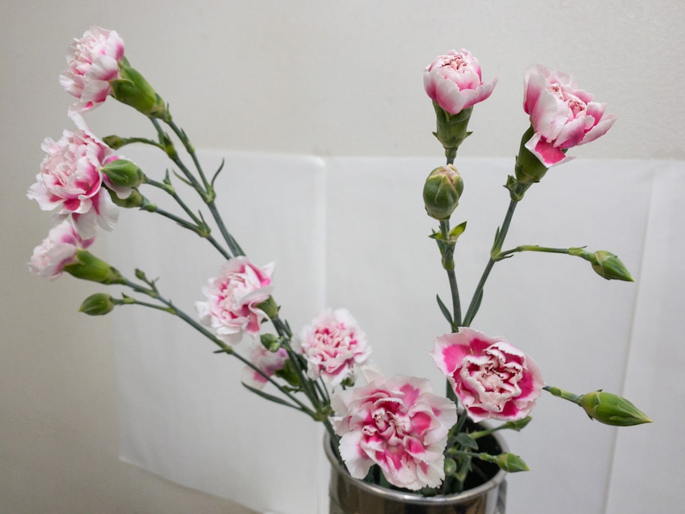 スプレーカーネーション　切り花