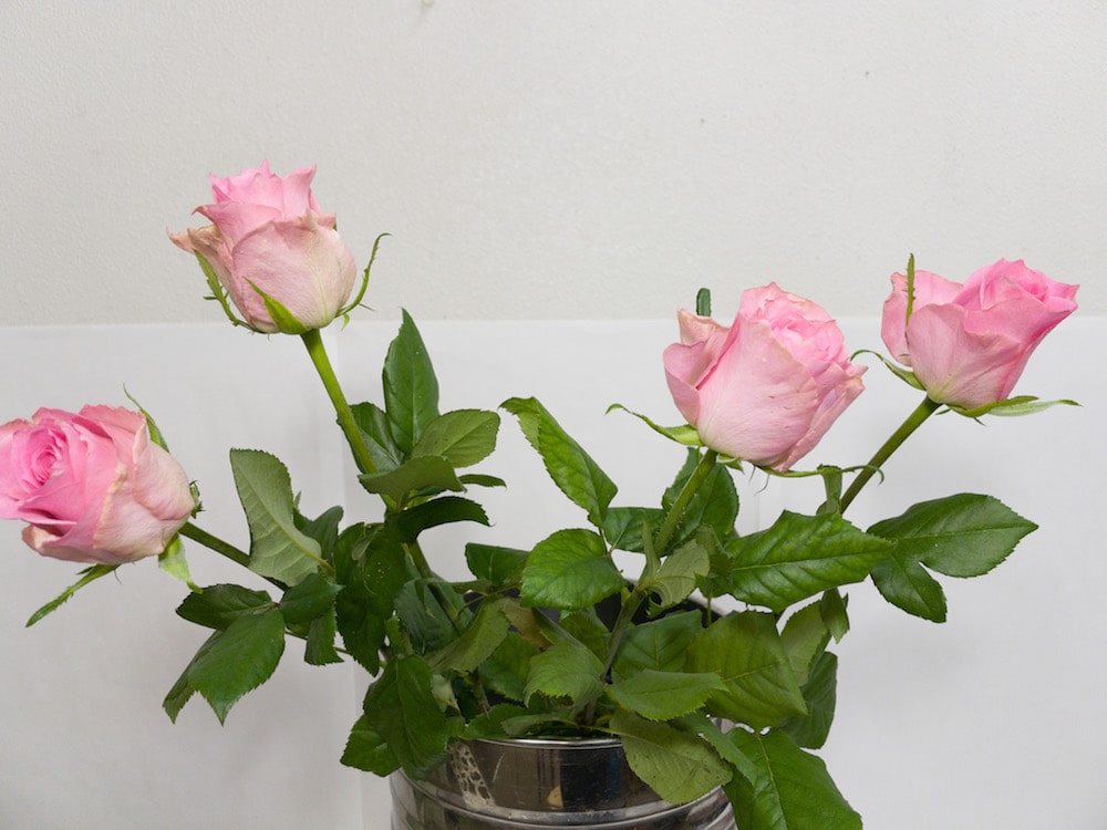 ブッロサムピンク