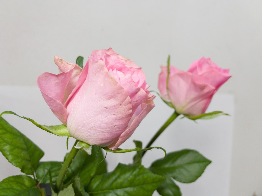 バラ ブッロサムピンク