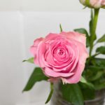 ブッロサムピンク バラ