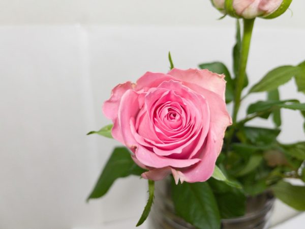 ブッロサムピンク バラ