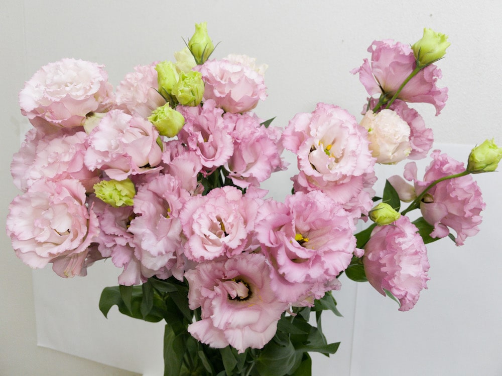 グラナスライトピンク