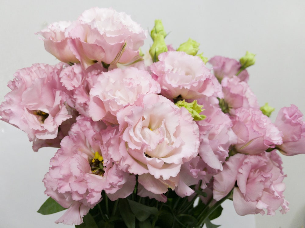 トルコキキョウ　ピンク