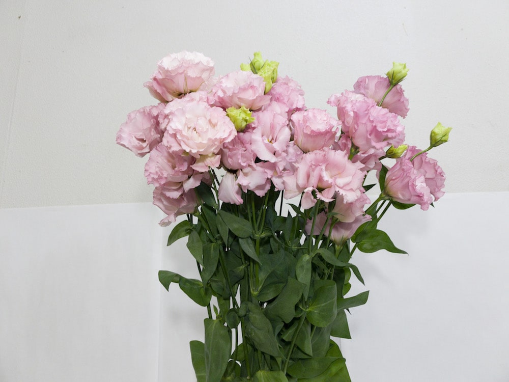 トルコキキョウ　花言葉