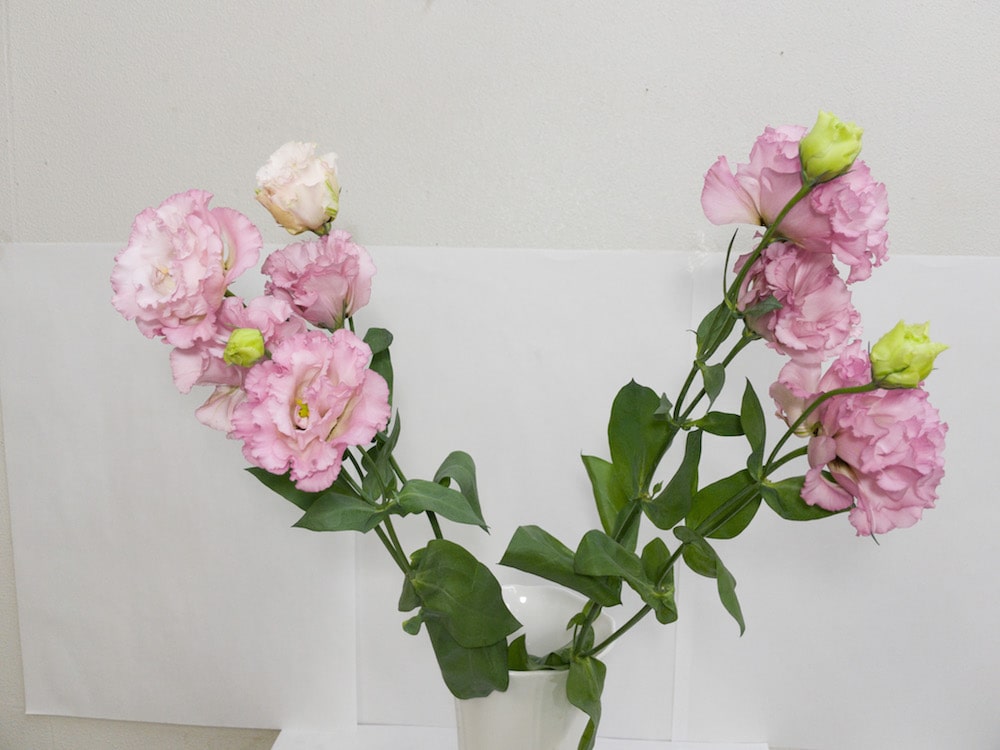 トルコキキョウ グラナスライトピンク