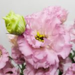 グラナスライトピンク　トルコキキョウ, トルコギキョウ, ユーストマ