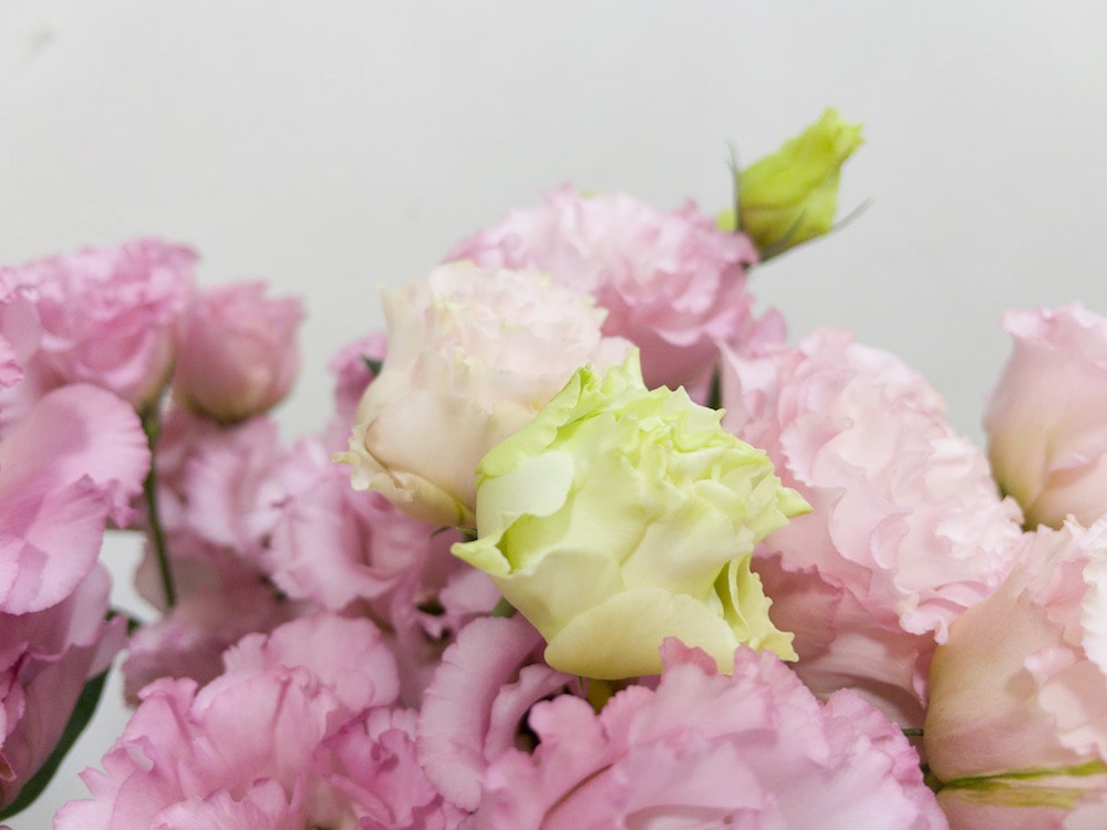 トルコキキョウ　切り花