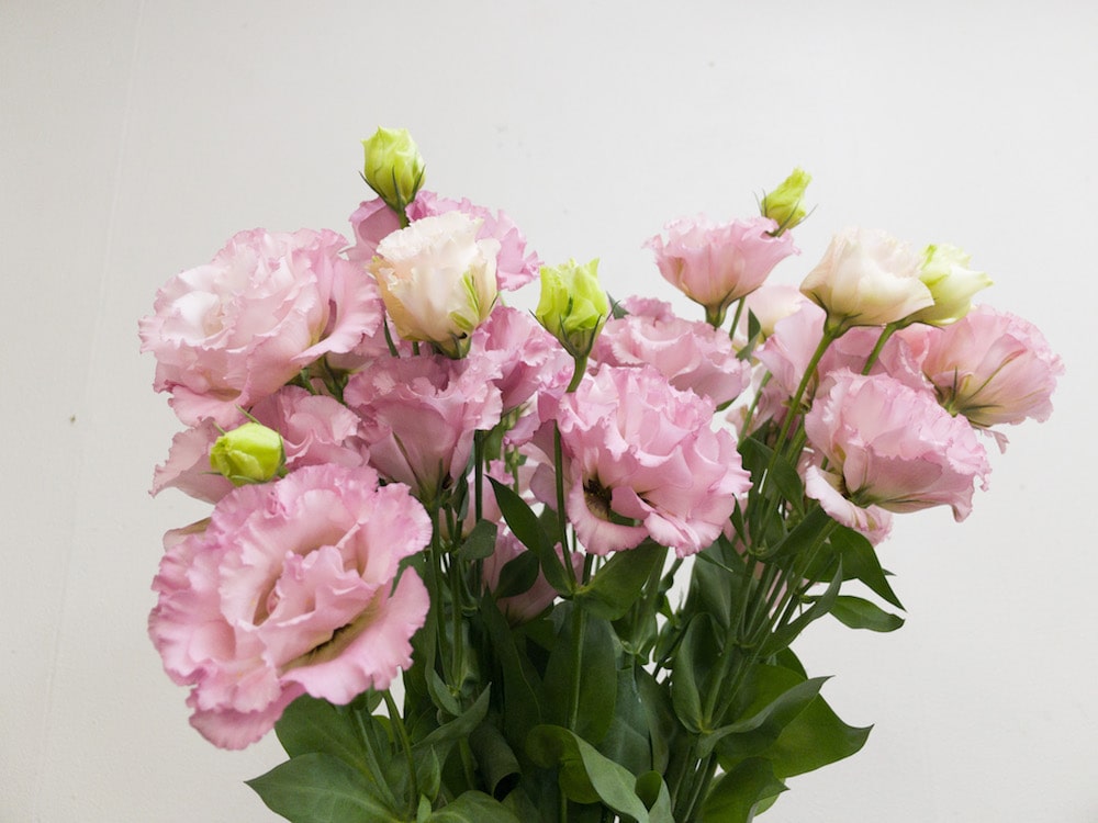 トルコキキョウ