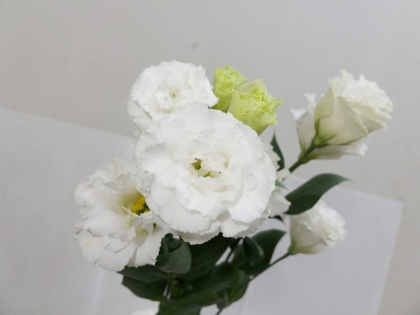 ハピネスホワイト トルコキキョウ, トルコギキョウ, ユーストマ