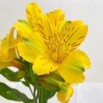 ゴールド アルストロメリア