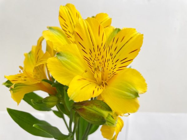 ゴールド アルストロメリア