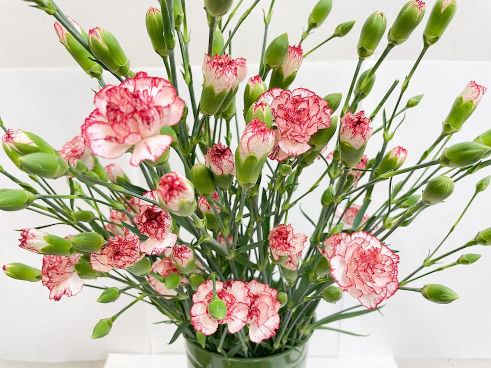 カーネーション　花言葉