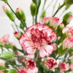 ファルファリーナ スプレーカーネーション