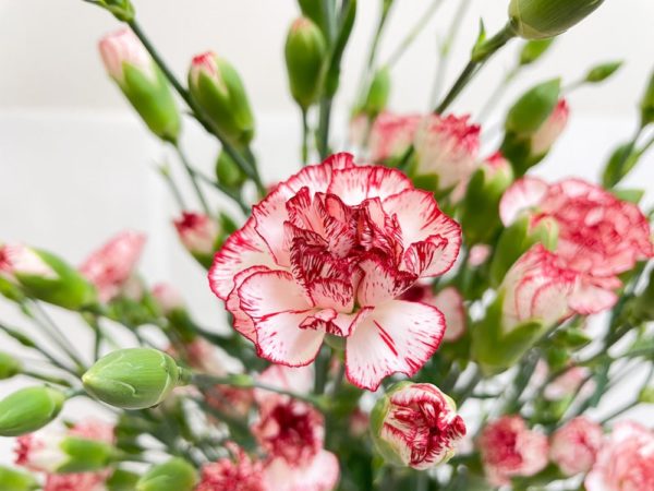 切り花 図鑑 写真と名前別 季節別 月別 色別 種類別で探せる切り花専門の花図鑑