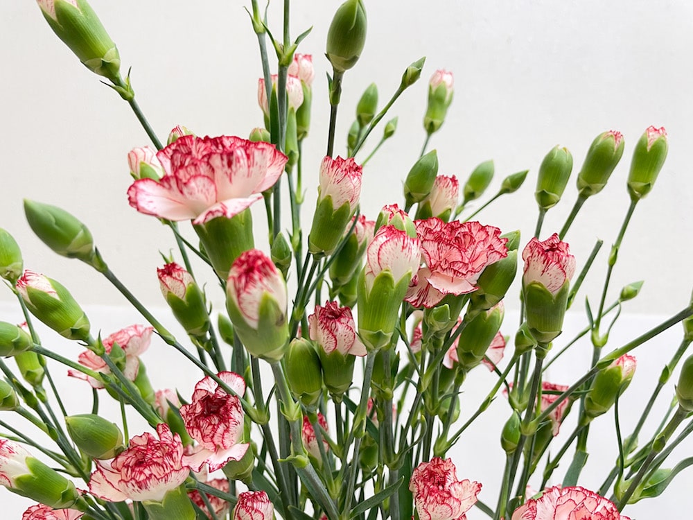 スプレーカーネーション　切り花