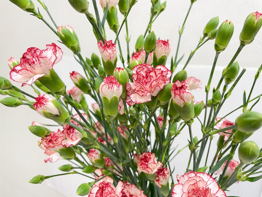 スプレーカーネーション　品種