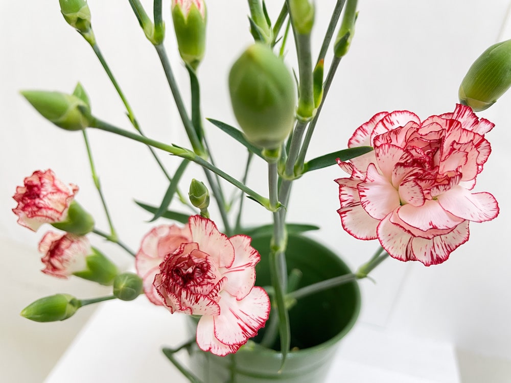 スプレーカーネーション ファルファリーナ