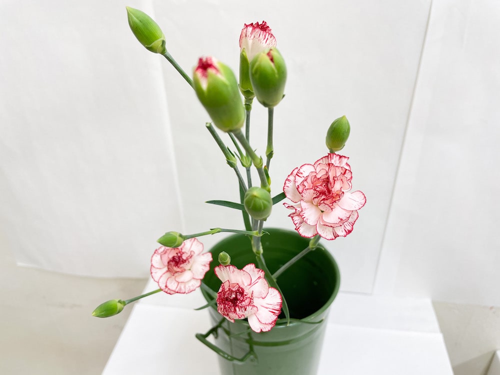 ファルファリーナ