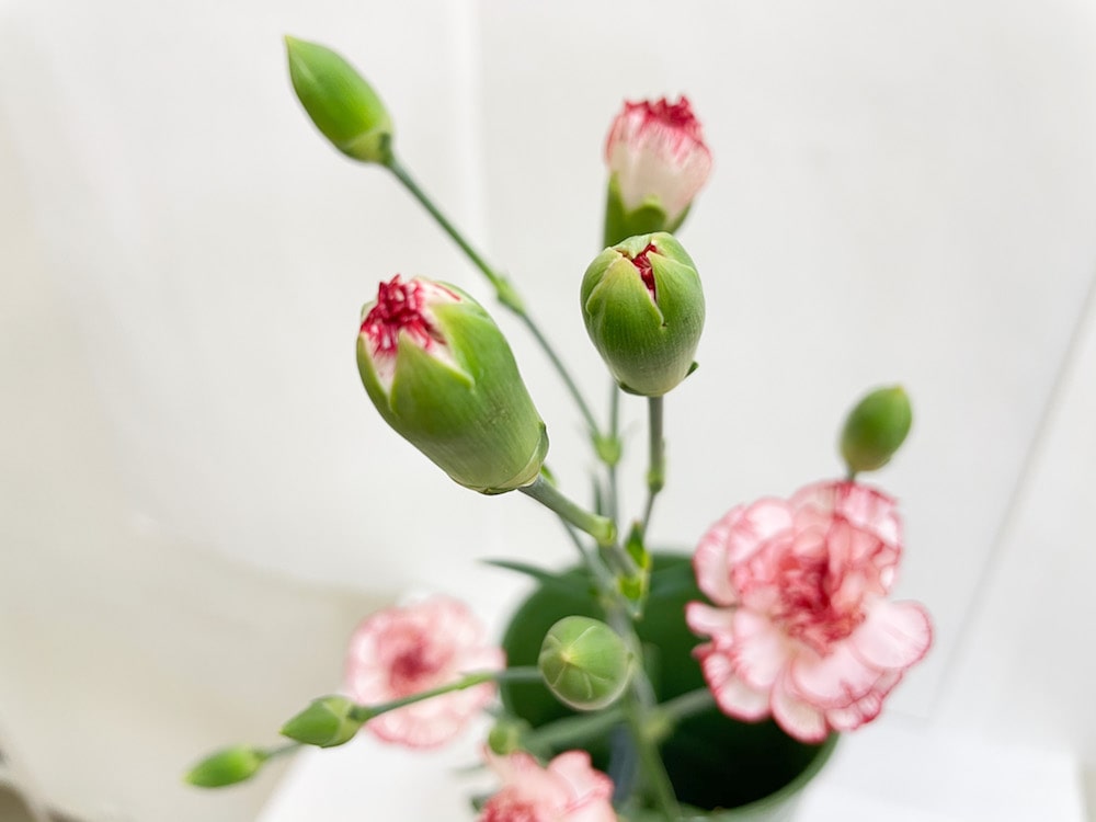 スプレーカーネーション