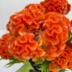 オレンジクイーン ケイトウ（鶏頭）