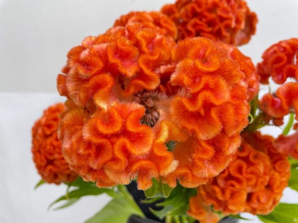 オレンジクイーン ケイトウ（鶏頭）