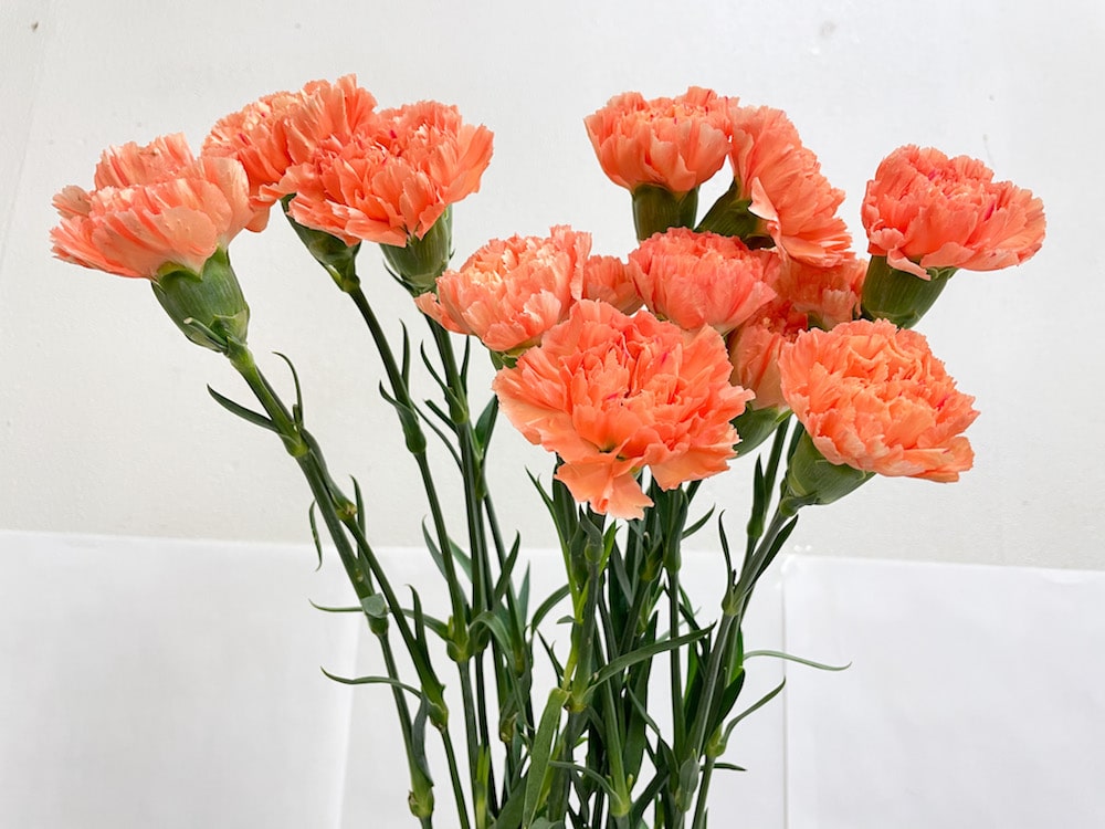 カーネーション