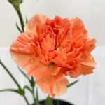 エルメスオレンジ カーネーション