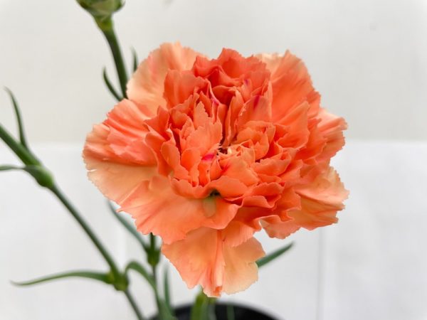 エルメスオレンジ カーネーション