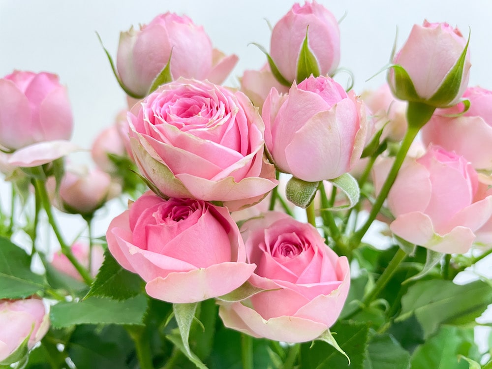 スレプレーバラ 花言葉