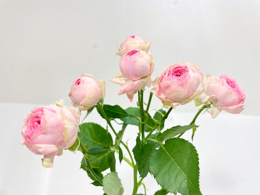 スーパーセンセーション