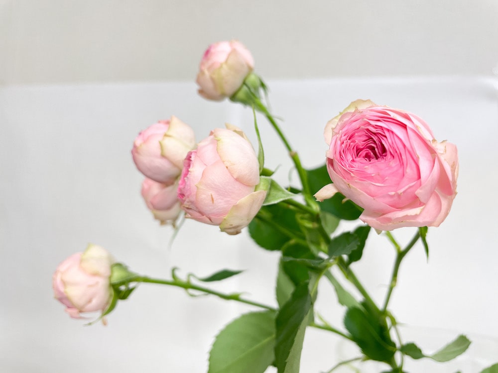 スプレーバラ スーパーセンセーション