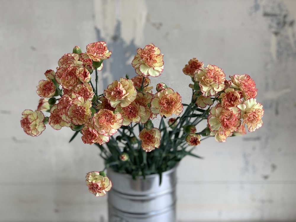 スプレーカーネーション　品種