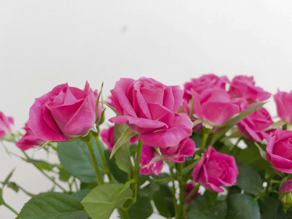 スプレーバラ　種類