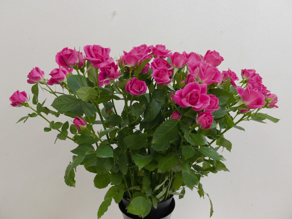 スプレーバラ　切り花