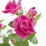 アリシア スプレーバラ(薔薇)
