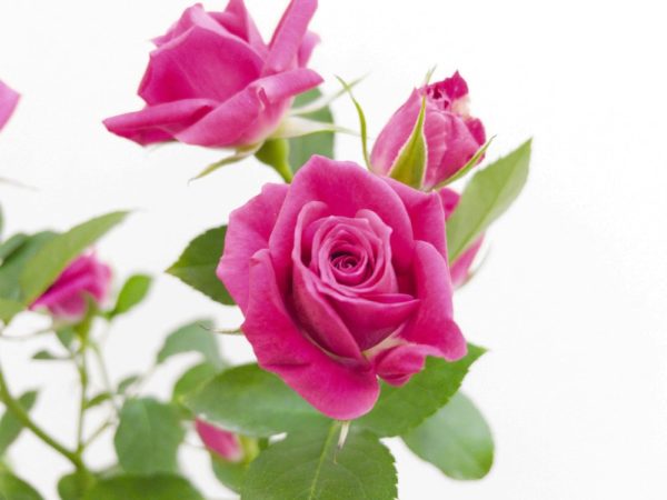 アリシア スプレーバラ（薔薇）