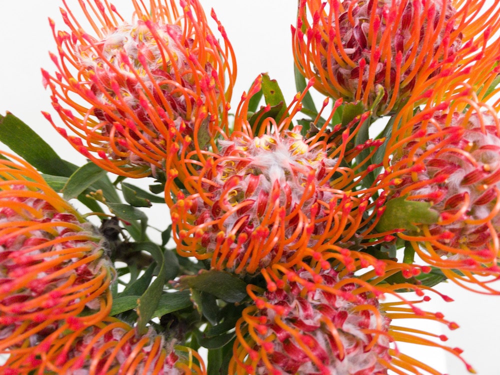 ピンクッション　品種