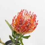 タンゴ　ピンクッション