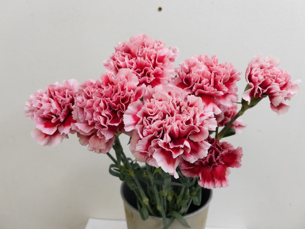 カーネーション　切り花
