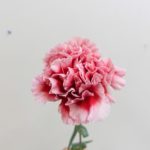 チェリオ カーネーション