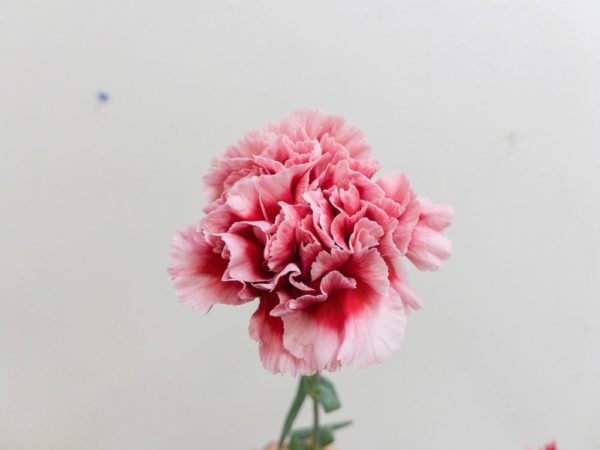 チェリオ カーネーション