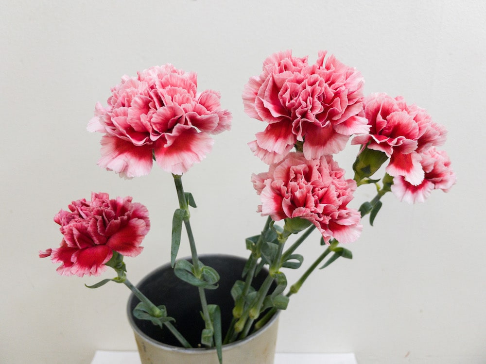 カーネーション　花言葉