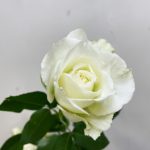 ティネケ バラ(薔薇)