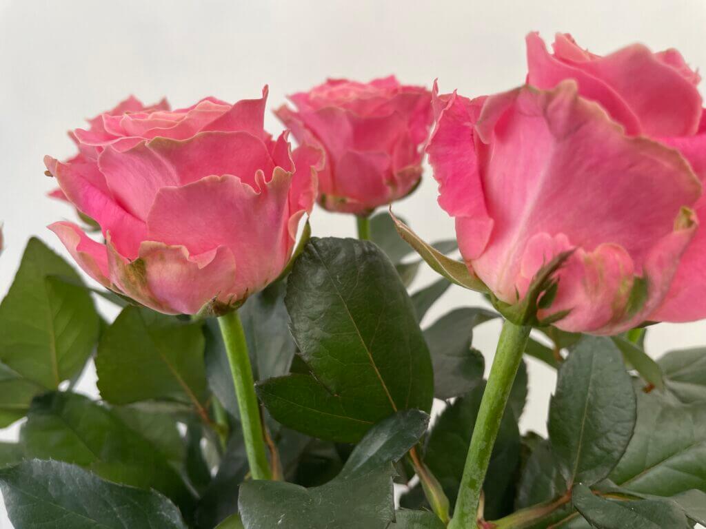 アーリエス＋　花束