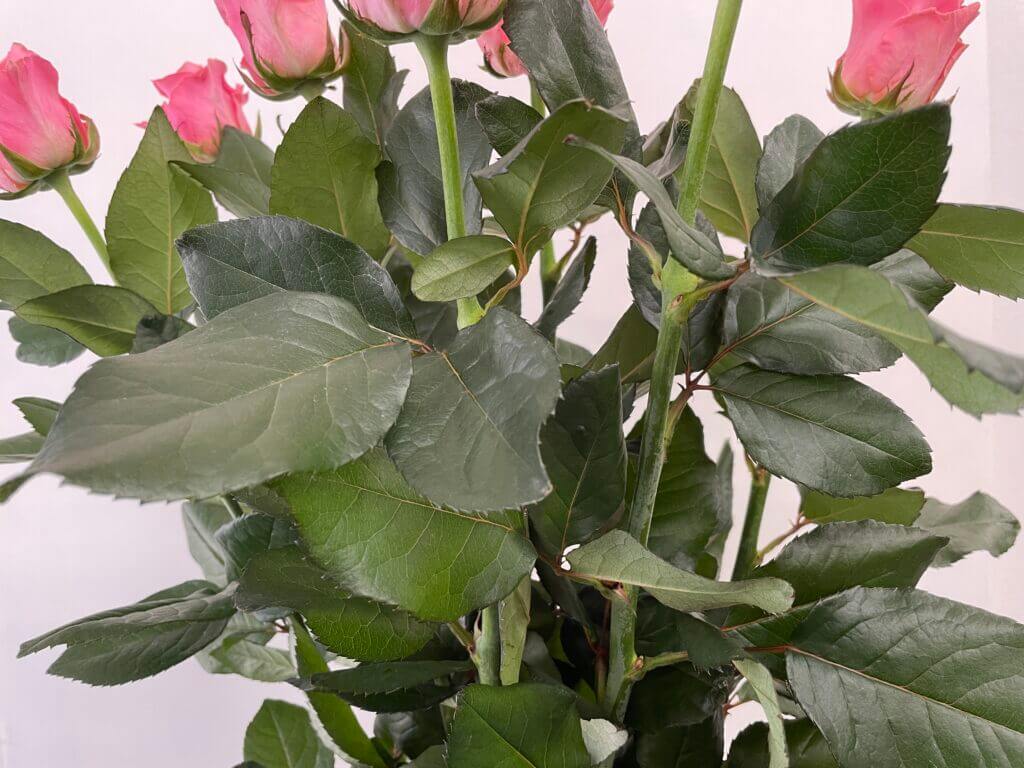 アーリエス＋　pバラ