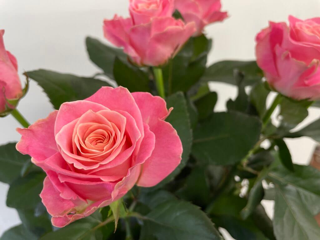 アーリエス＋　ピンク