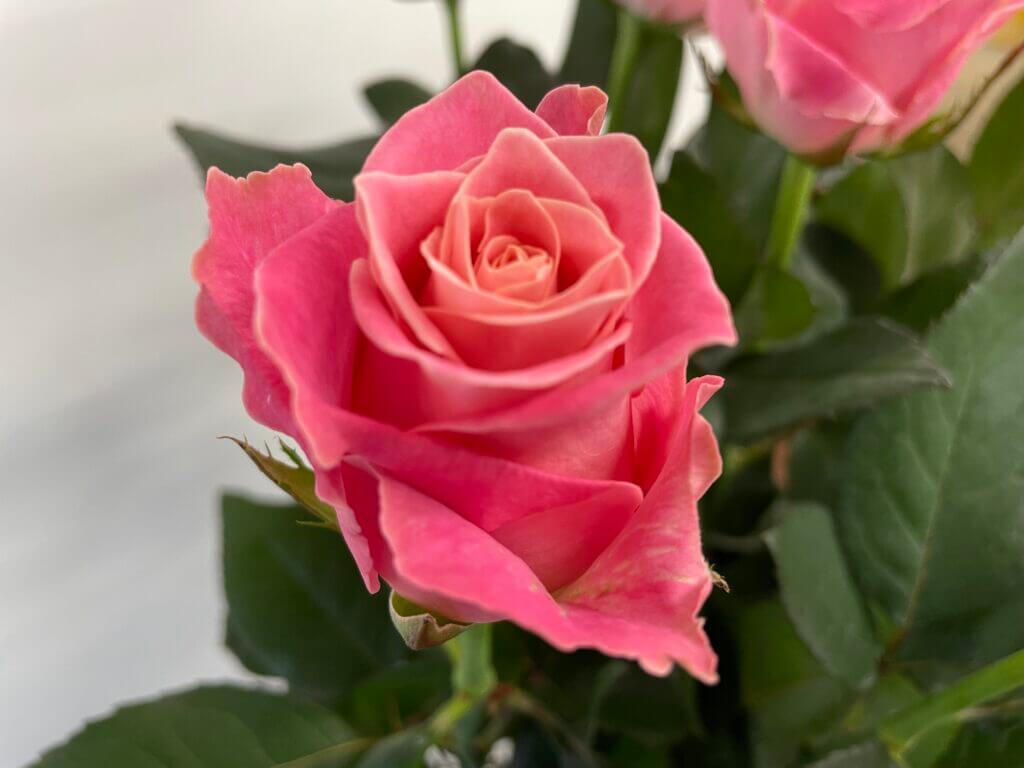 アーリエス＋　通販