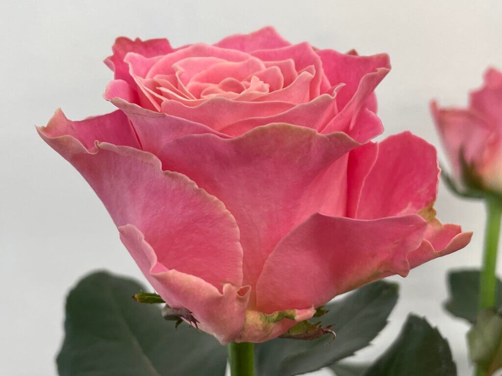 アーリエス＋　販売