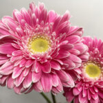 パワーボール　大輪ガーベラ